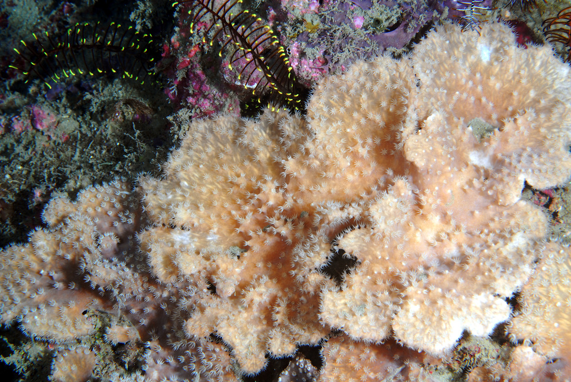 革葉軟珊瑚
