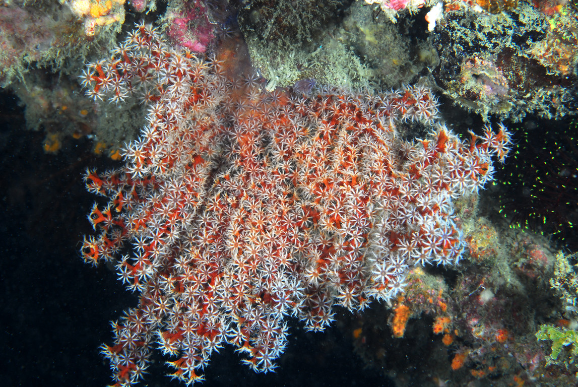 星棘柳珊瑚