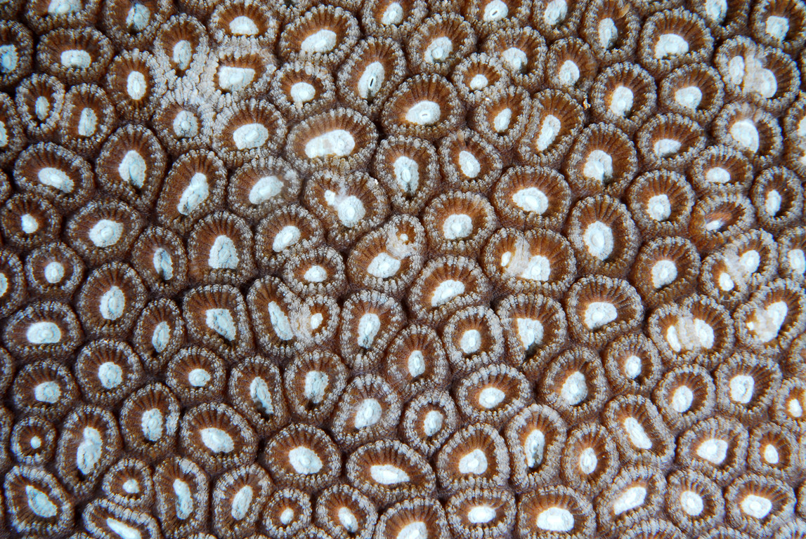 菊石珊瑚