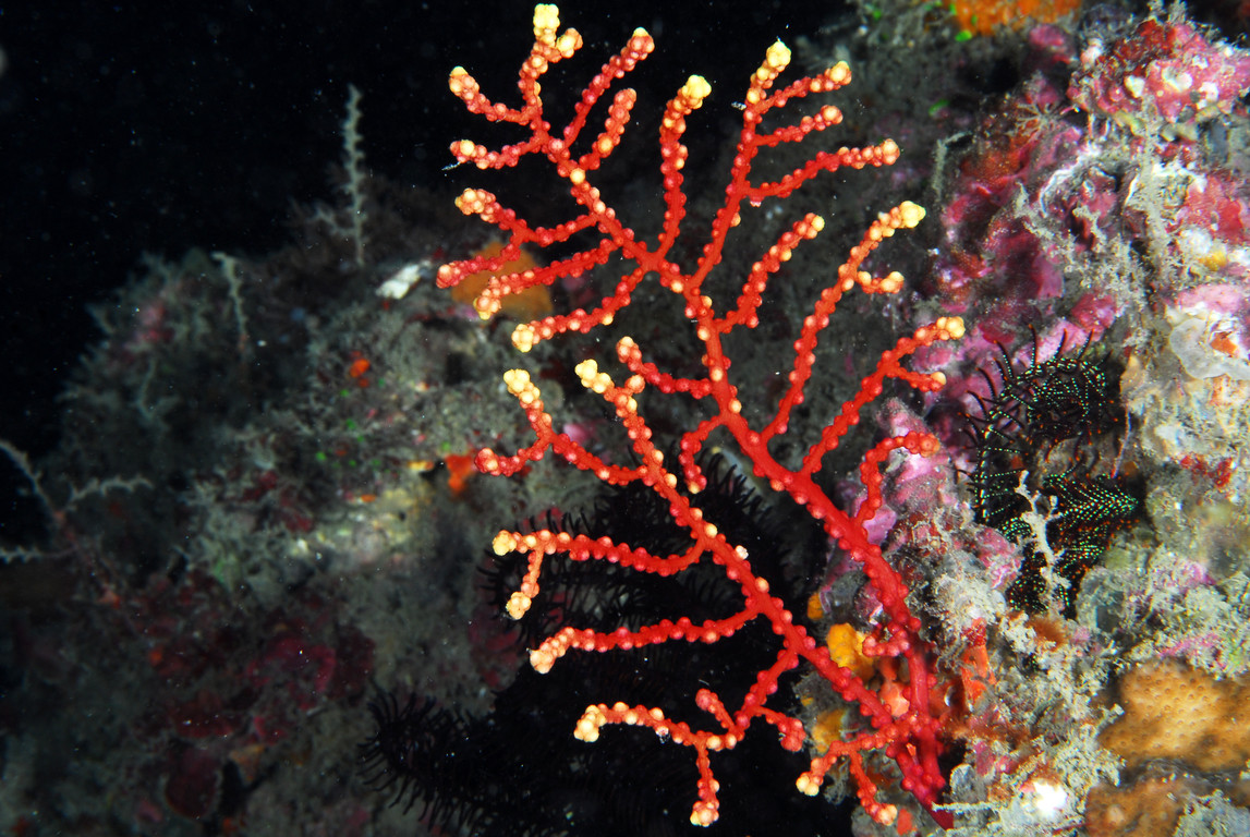 柱星珊瑚