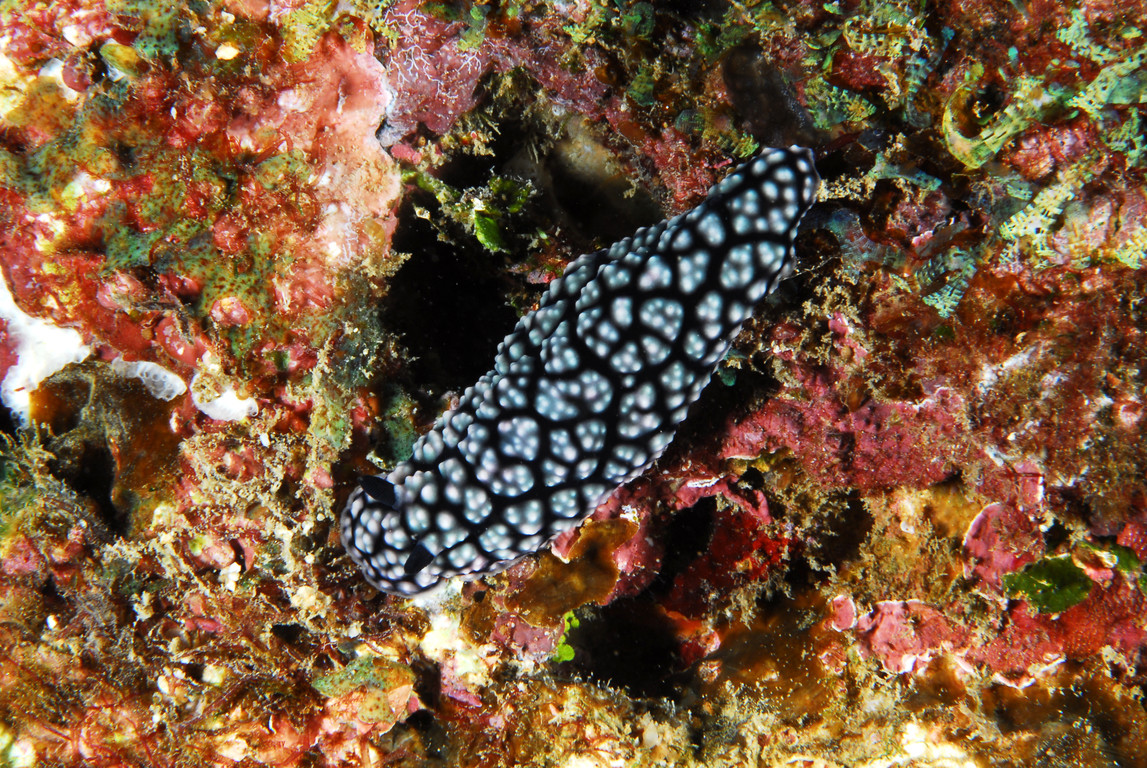 葉海蛞蝓