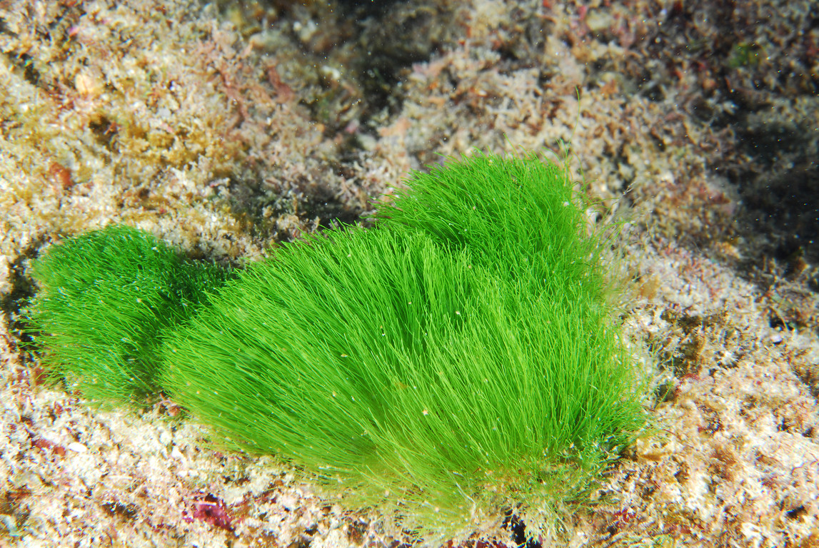 帚狀綠毛藻