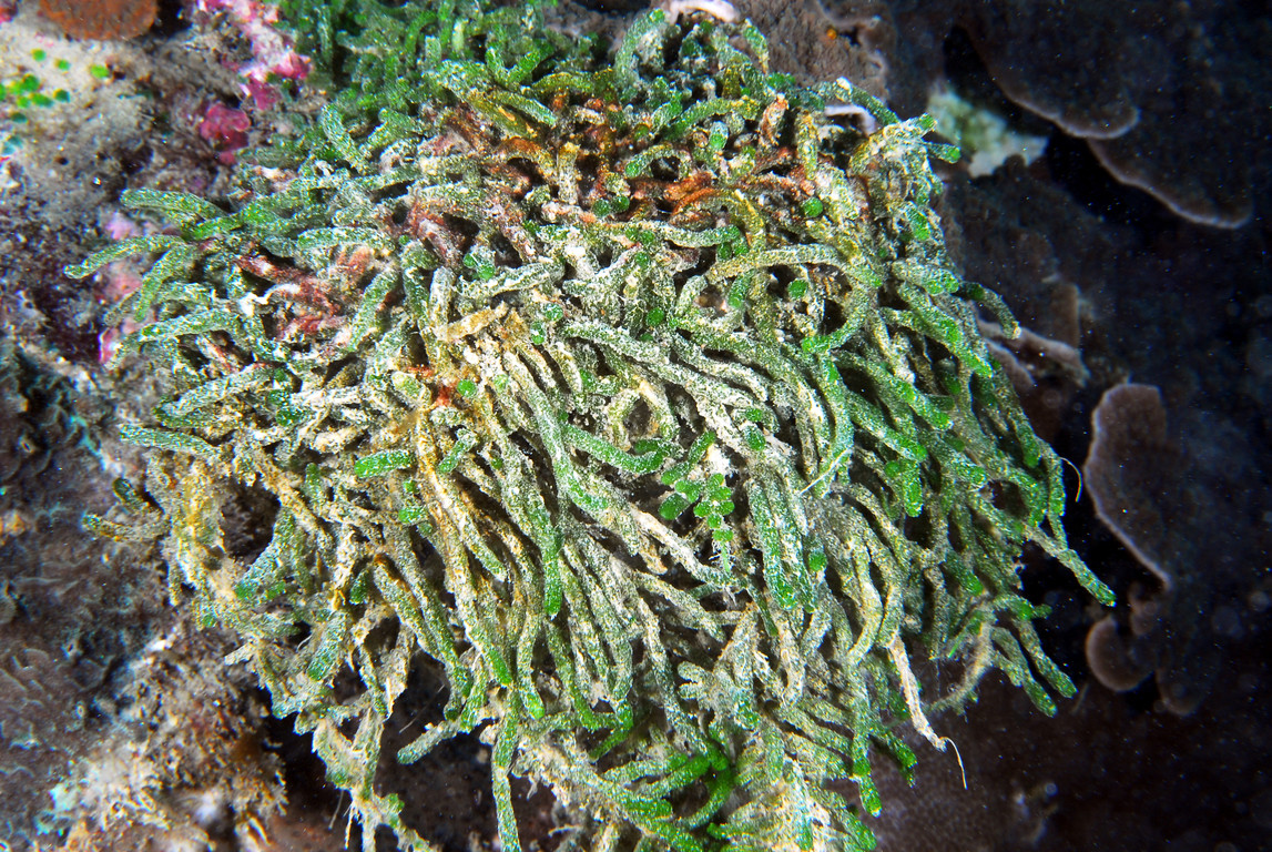 藻類