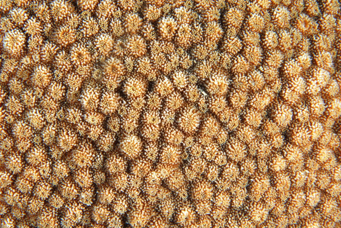 星孔珊瑚