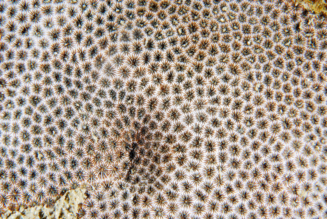 沙紋絲珊瑚