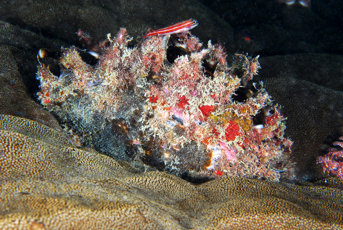 黑蝶珍珠蛤