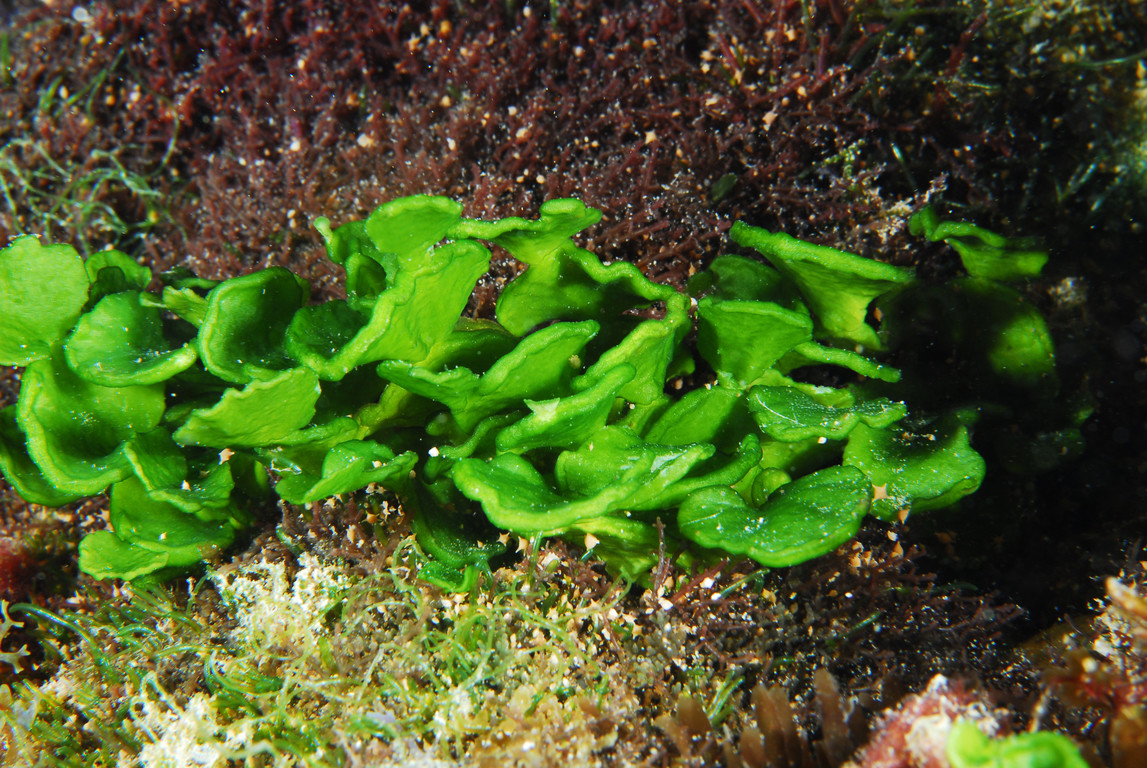 盤狀仙掌藻