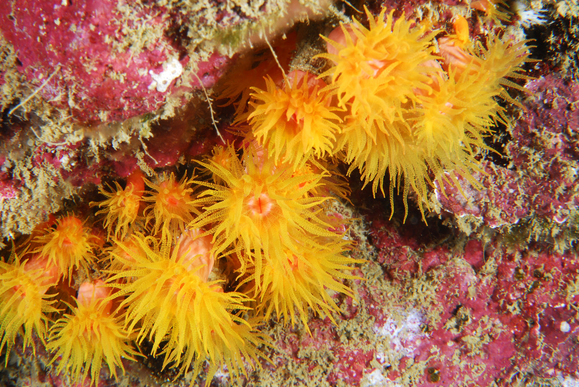 圓管星珊瑚