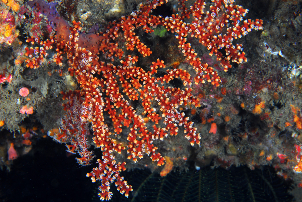 星棘柳珊瑚