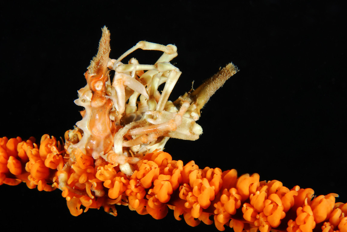 瘤狀扁異蟹