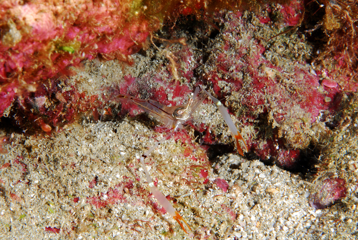長臂岩蝦