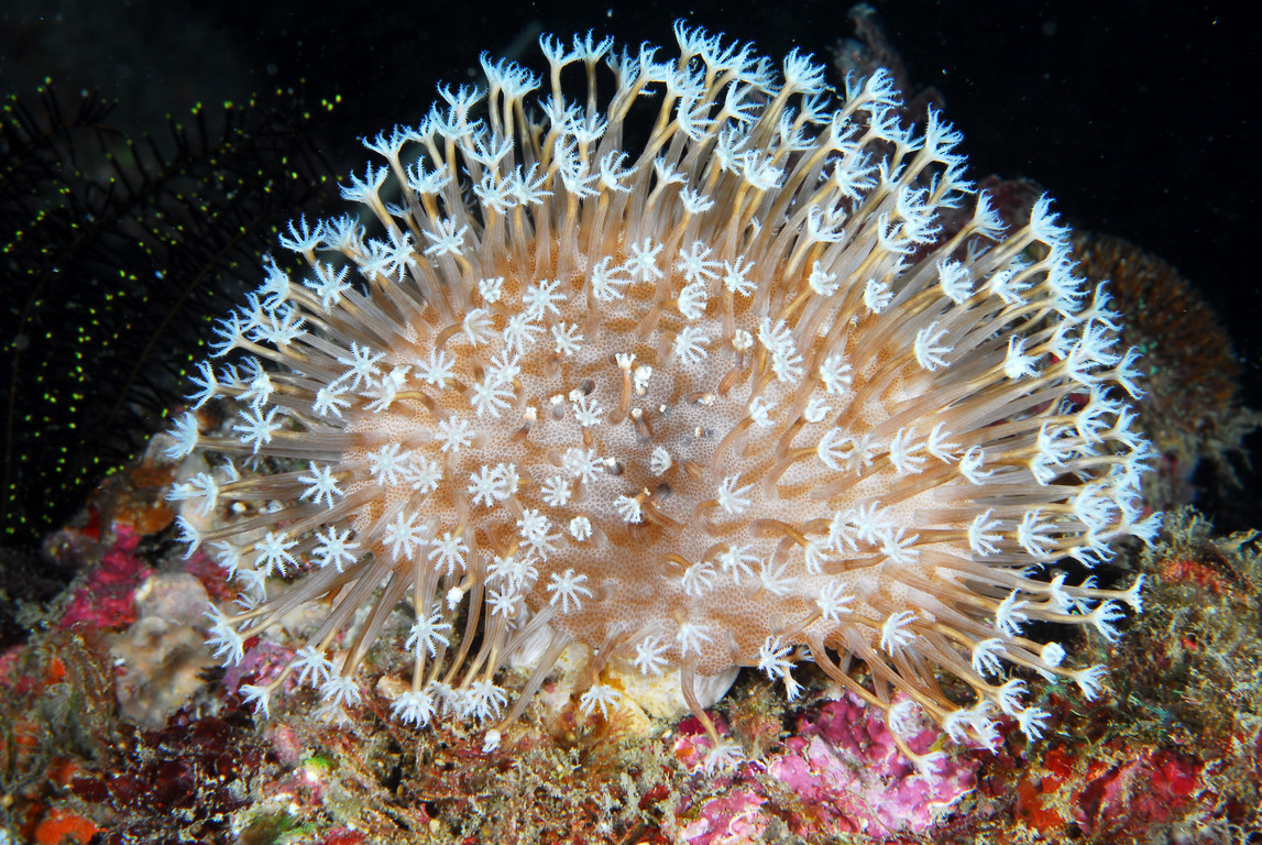 肉質軟珊瑚