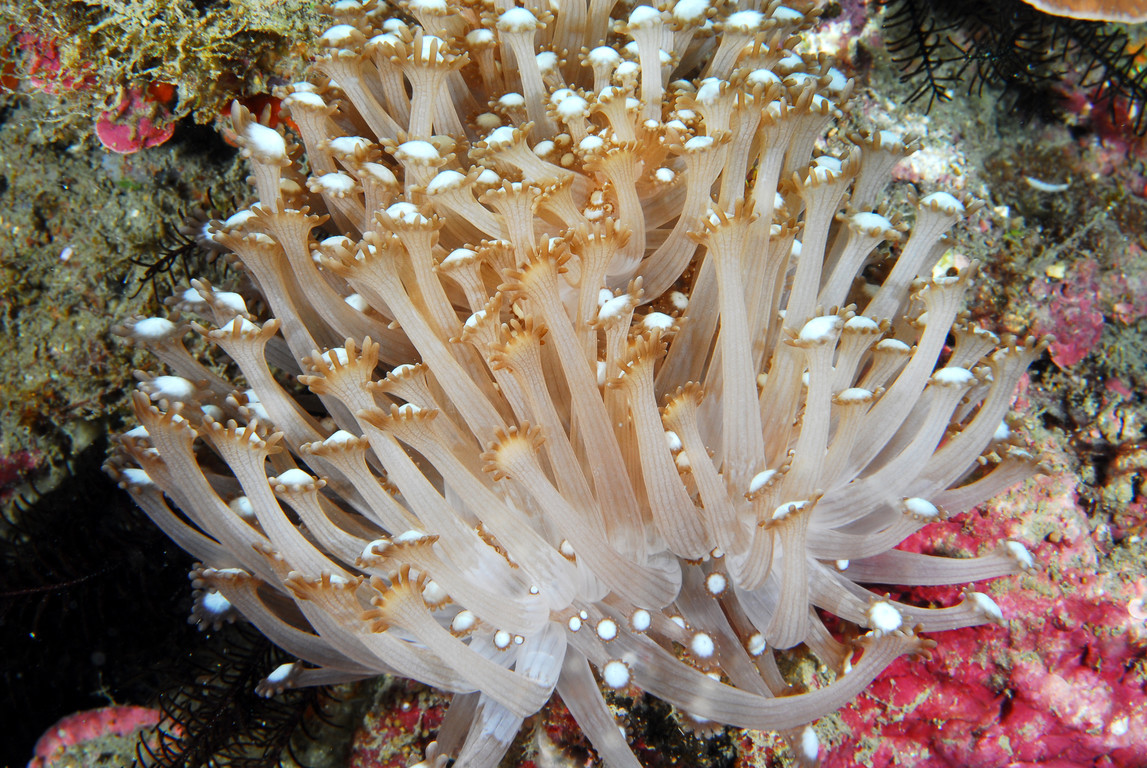 管孔珊瑚