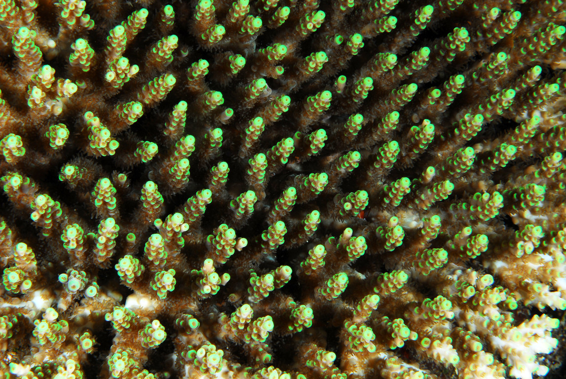 軸孔珊瑚