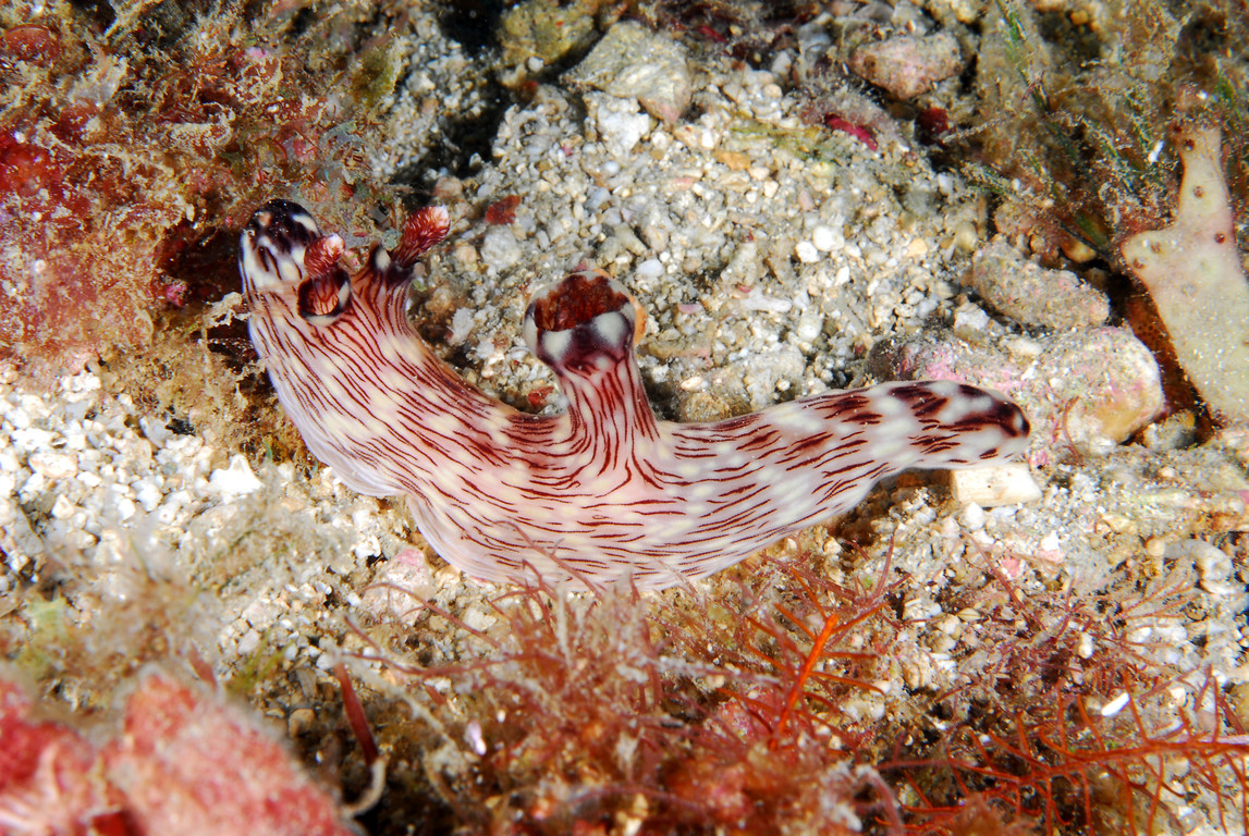 紅紋盤海蛞蝓