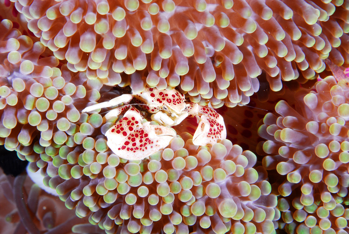紅斑新瓷蟹