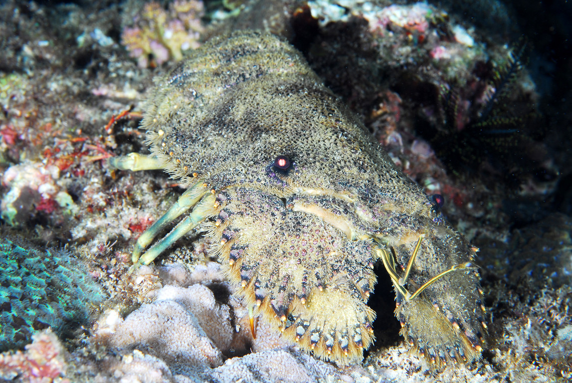 南極礁岩扇蝦