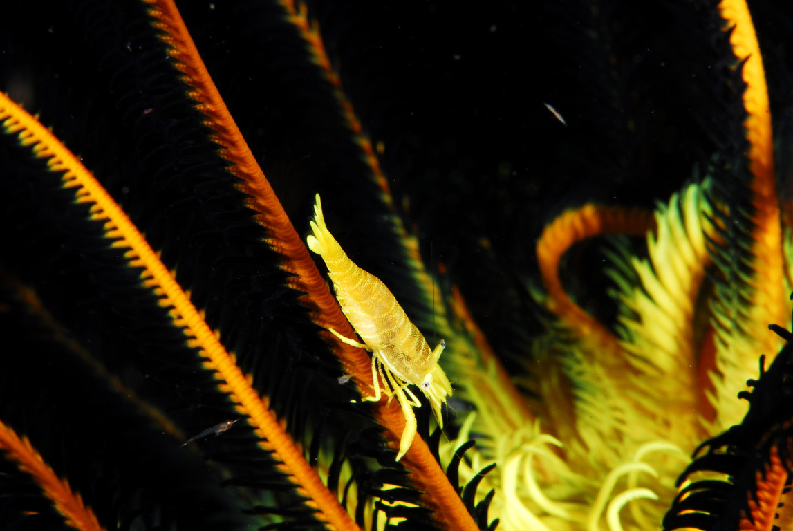 共棲岩蝦