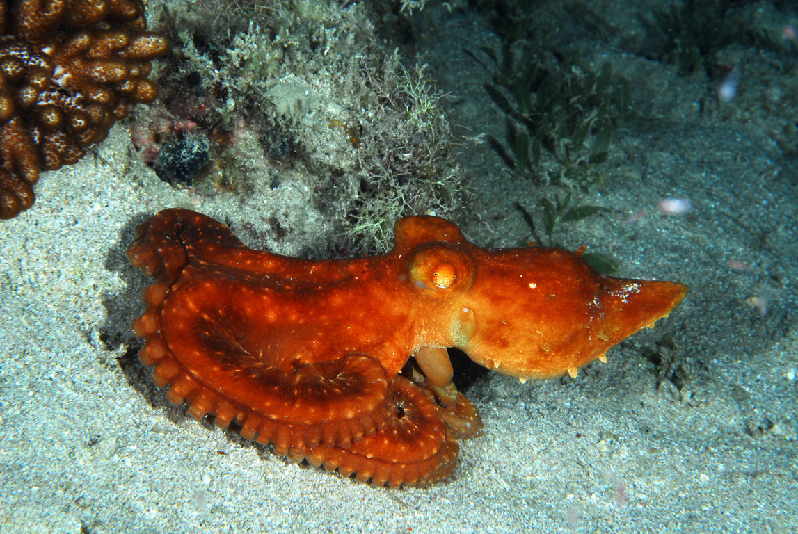 紅章魚
