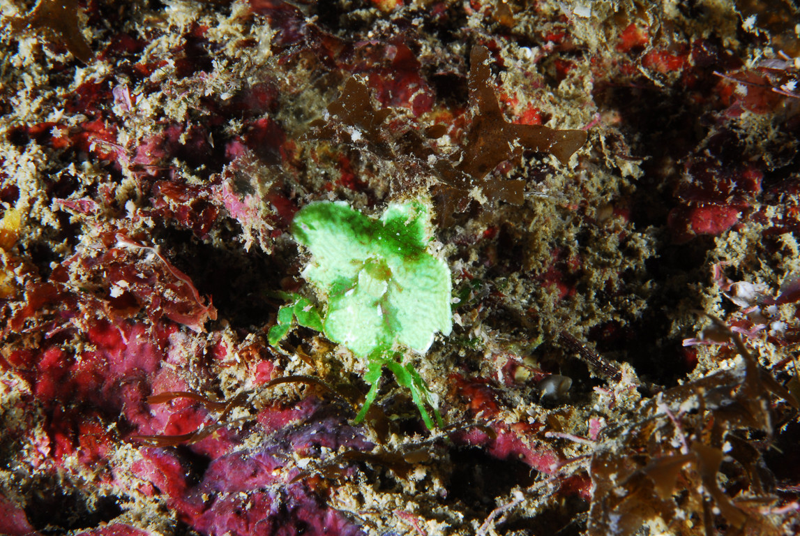 紋章藻片蟹