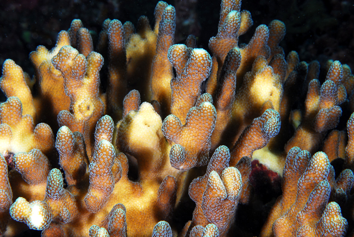 萼形柱珊瑚