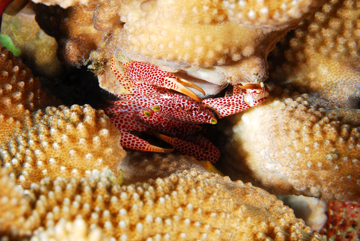 紅斑梯形蟹