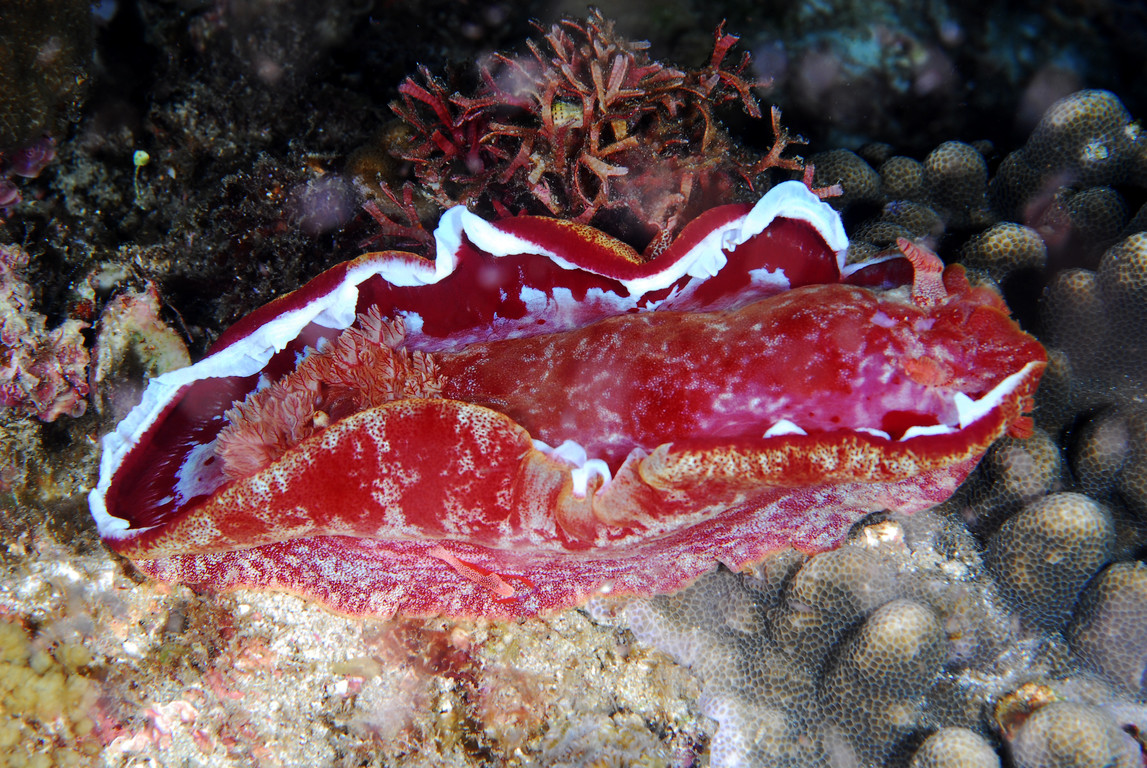 六鰓海蛞蝓
