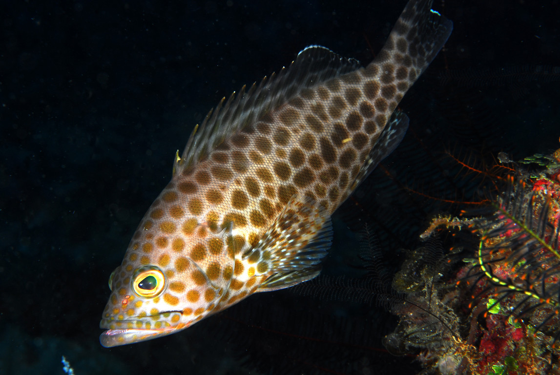 寶石石斑魚