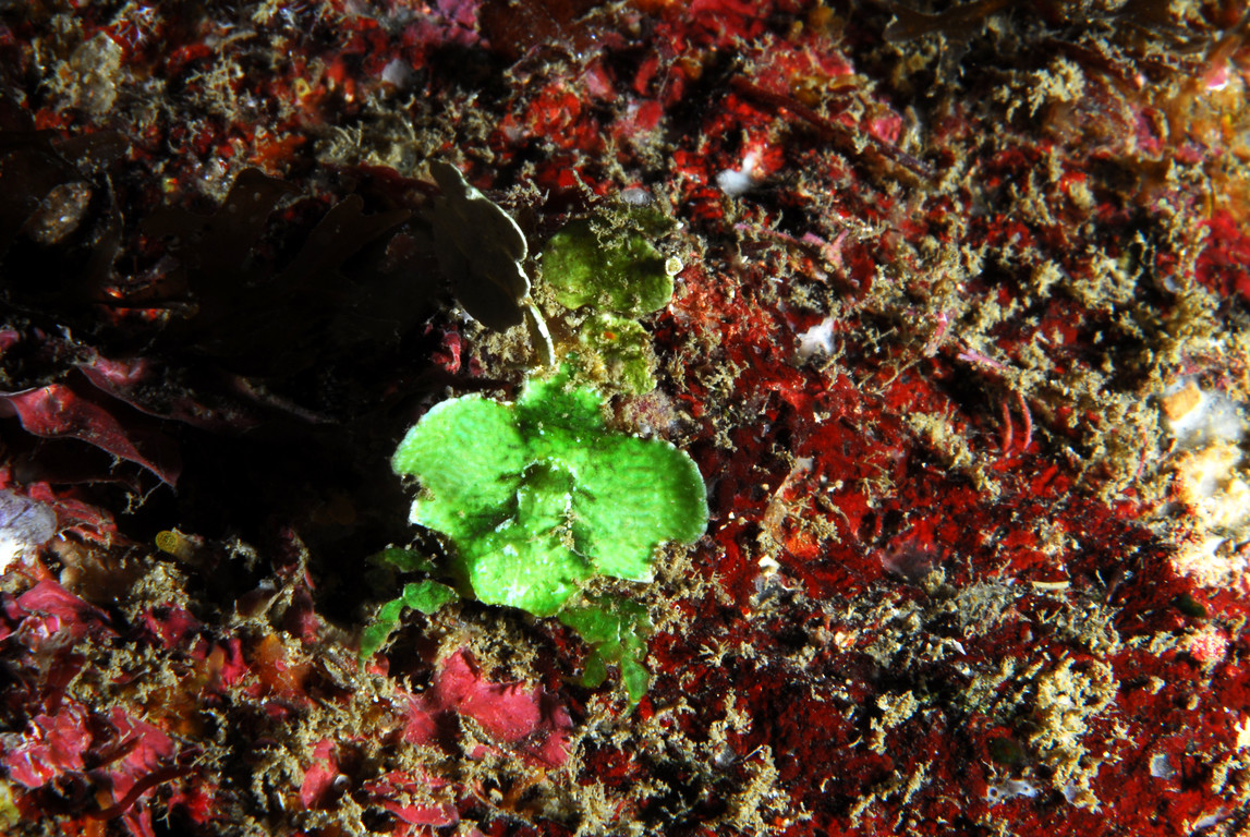 紋章藻片蟹