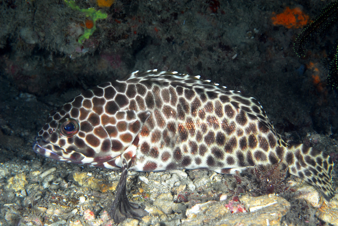 玳瑁石斑魚
