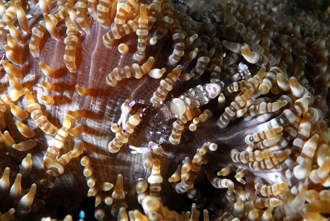 短腕岩蝦