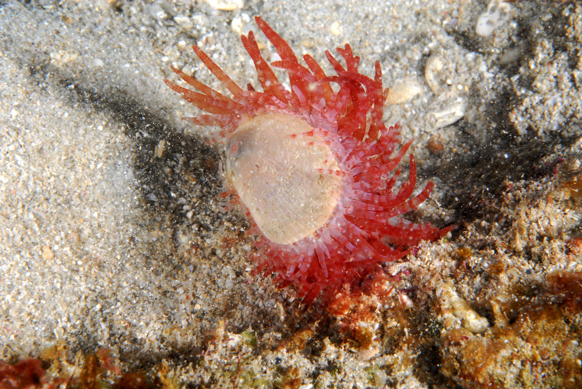 薄殼狐蛤