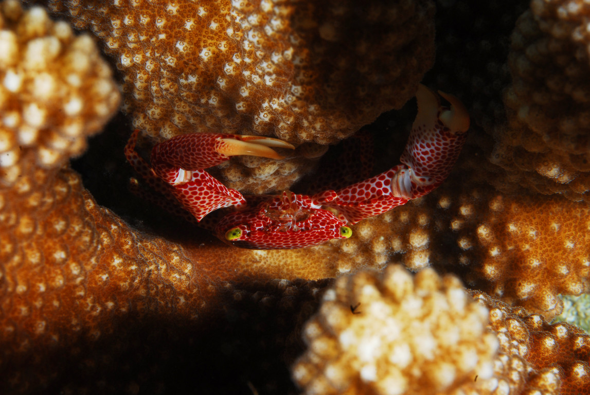 紅斑梯形蟹