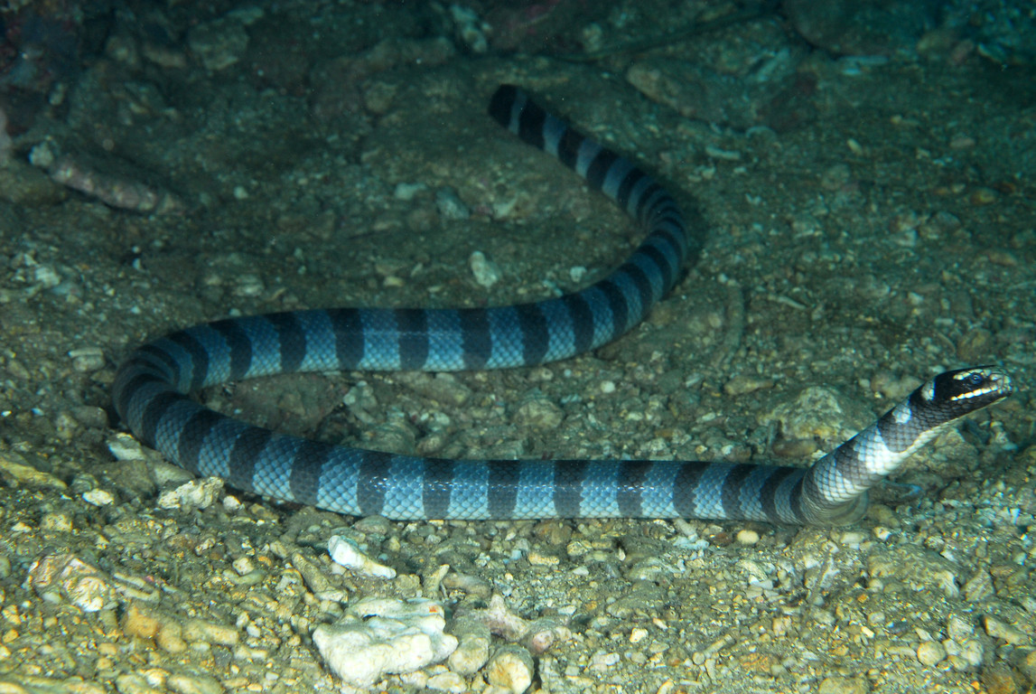 #291 Iijima sea snake (イイジマウミヘビ) | There are three possibili… | Flickr