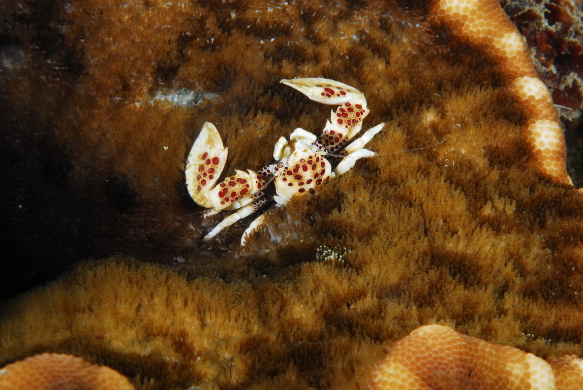 紅斑新岩瓷蟹