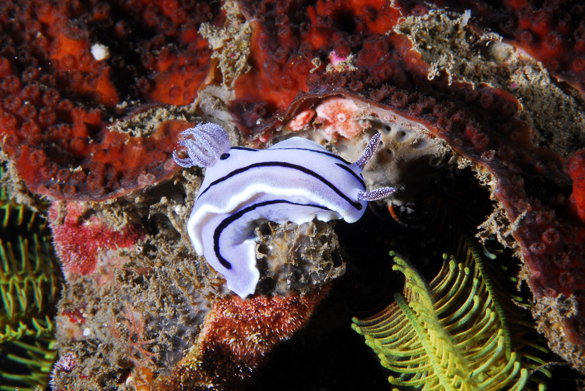多彩海蛞蝓