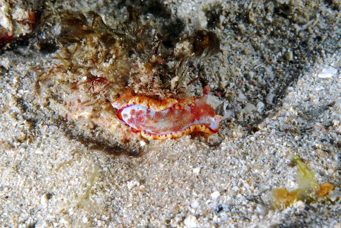 六鰓海蛞蝓