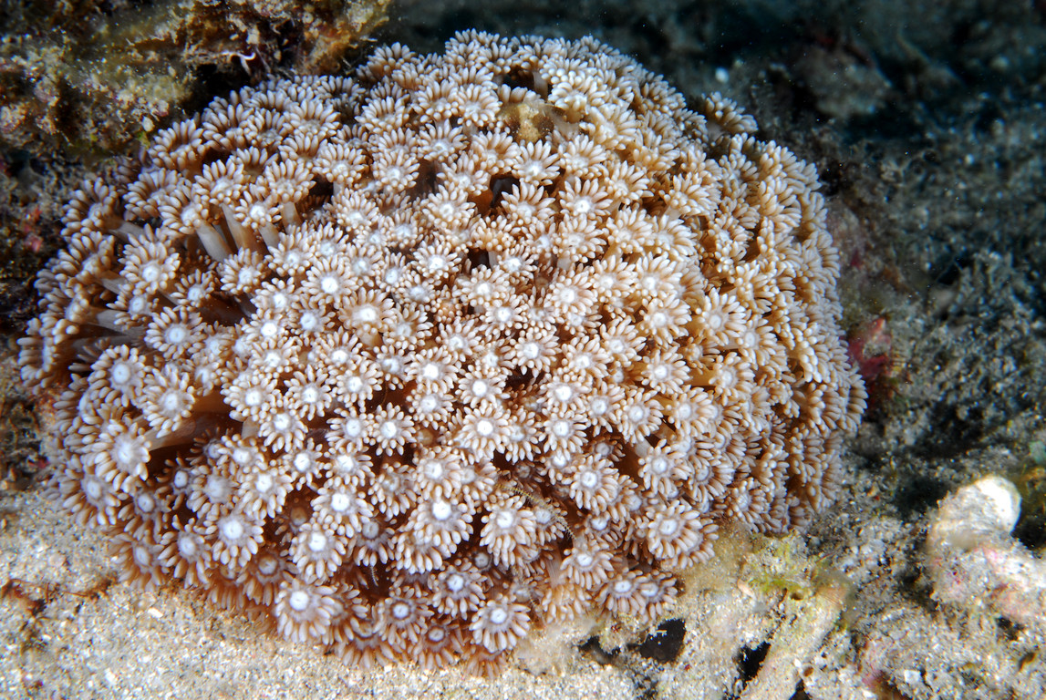 大管孔珊瑚