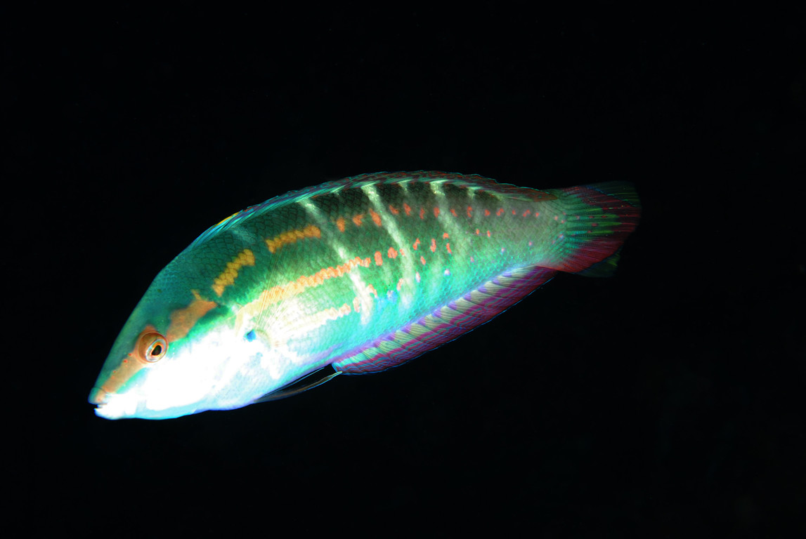 背斑盔魚