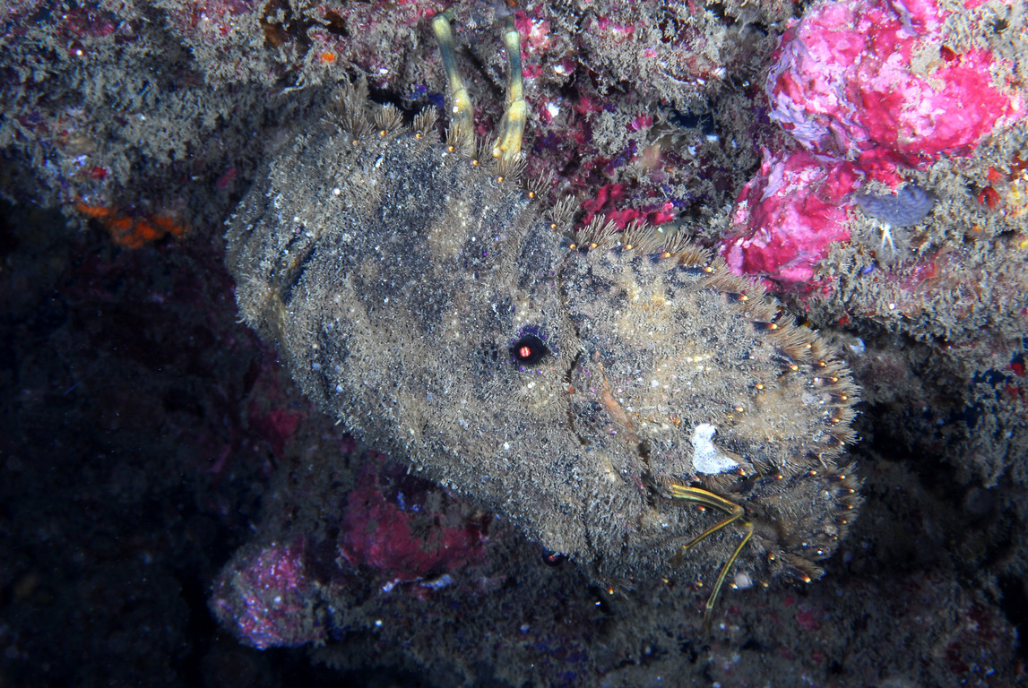 南極礁岩扇蟹