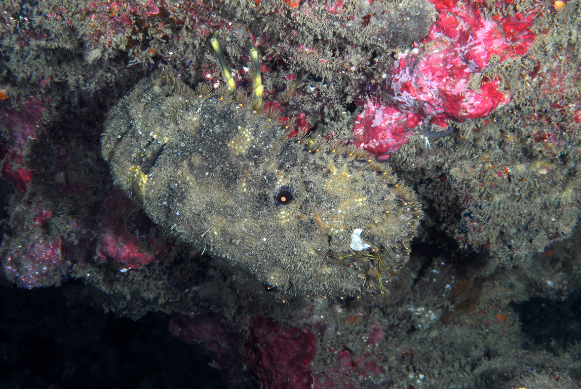 南極礁岩扇蟹