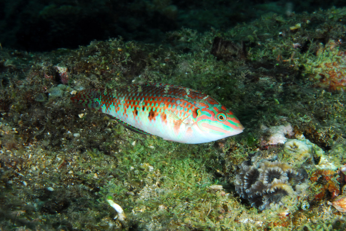 虹彩海豬魚
