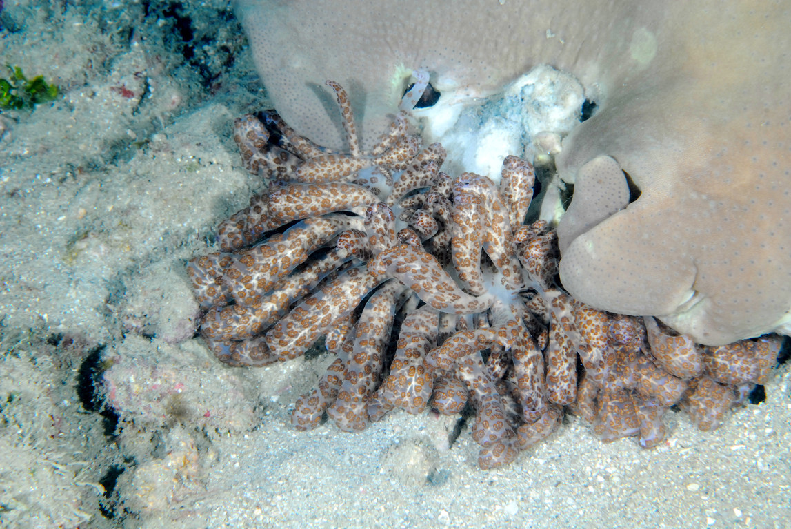 灰翼海蛞蝓