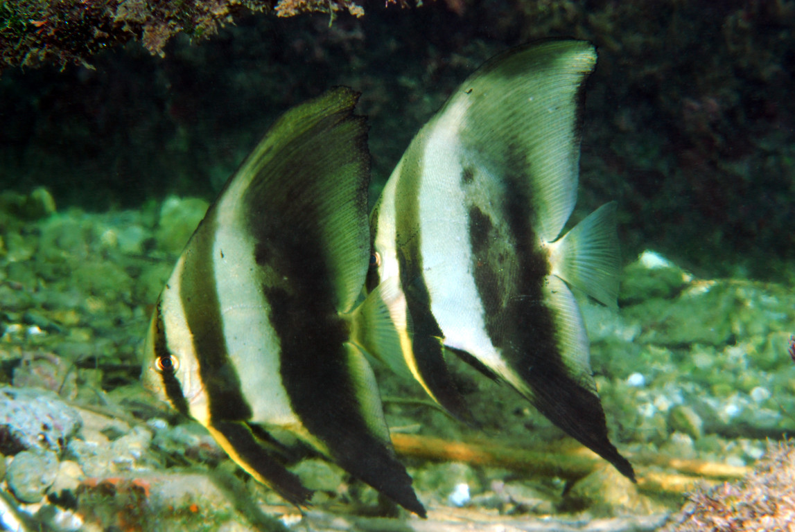 圓眼燕魚
