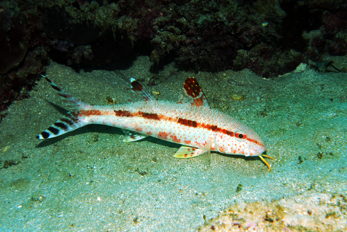 Upeneus OceanTag 學習網