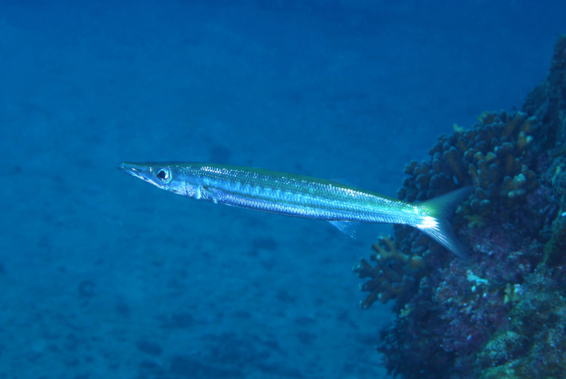 黃尾金梭魚