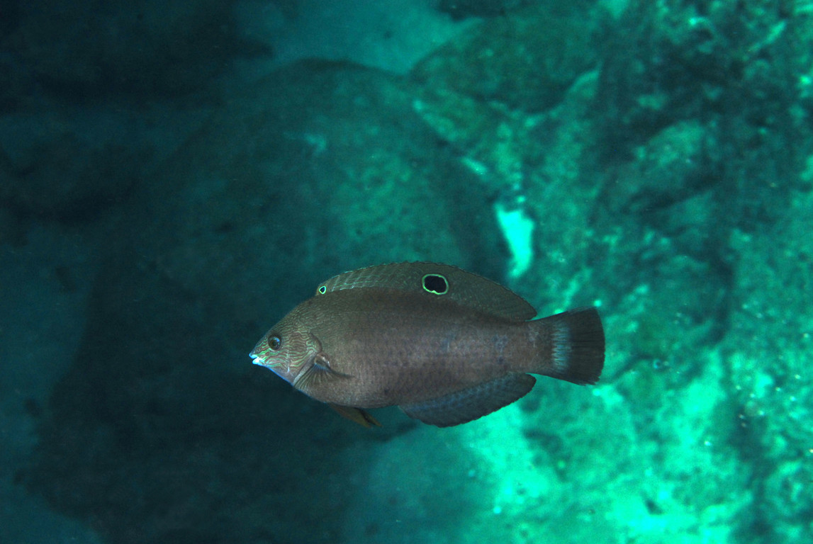 綠鰭海豬魚