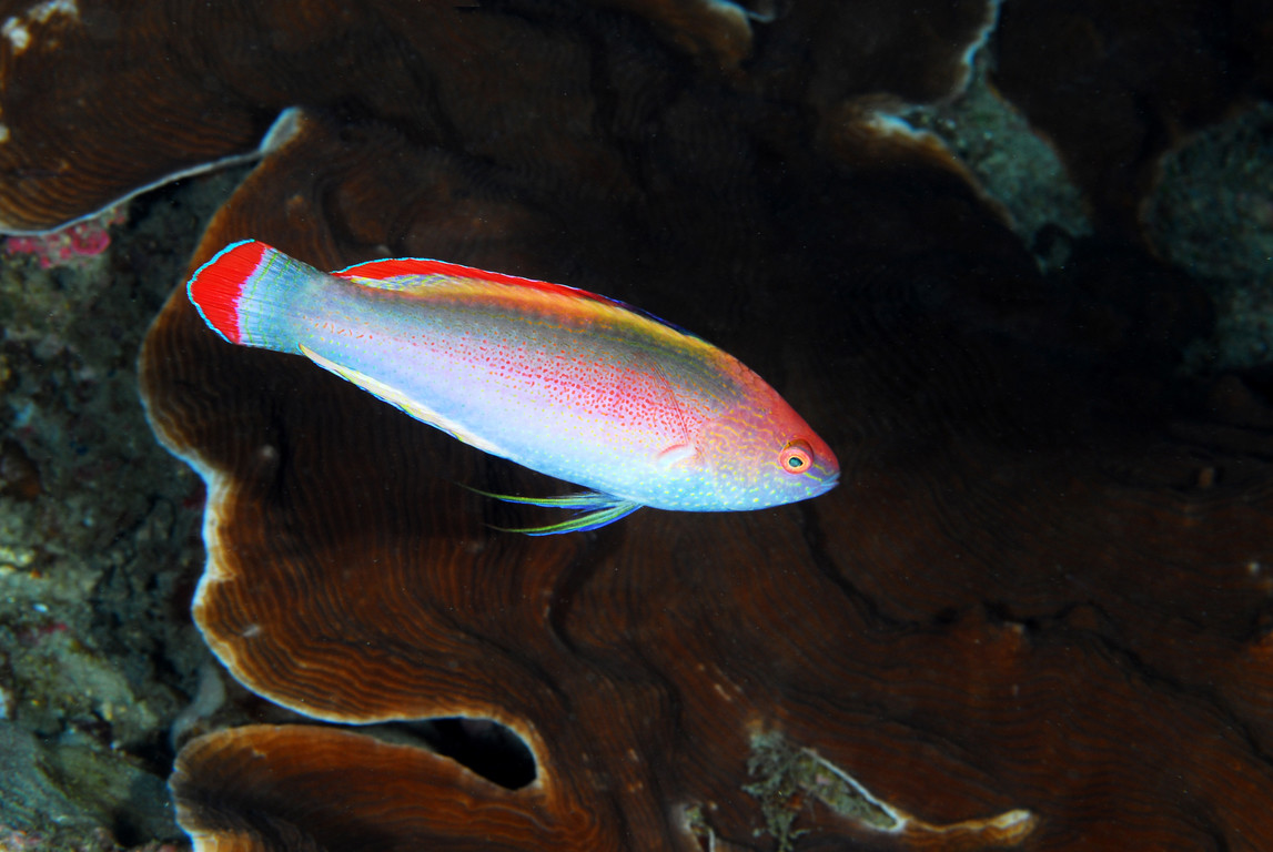紅緣絲鰭鸚鯛
