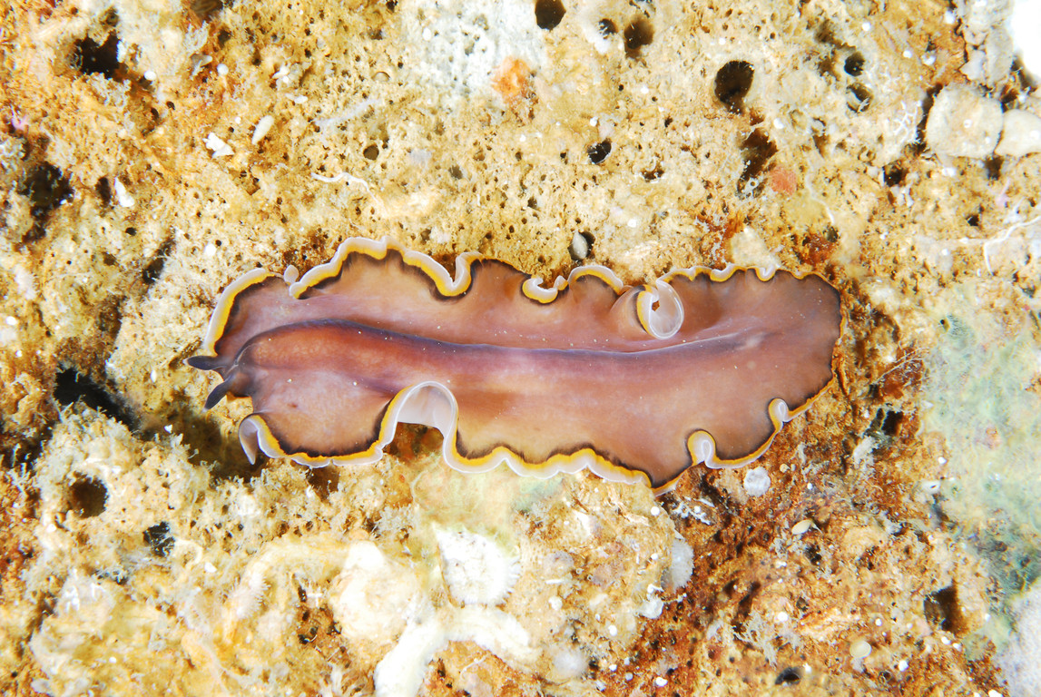 海扁蟲