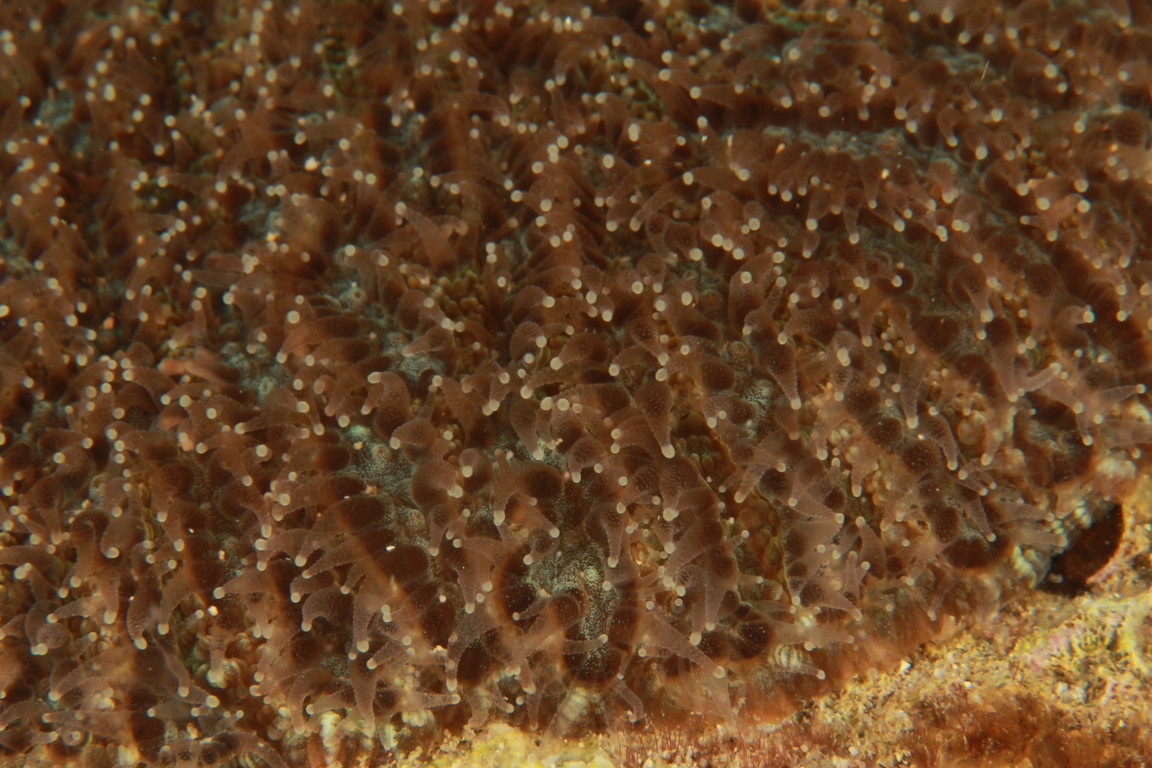 片腦紋珊瑚